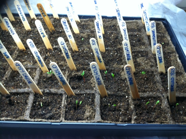 These itsy-bitsy marigold sprouts, four days before they were expected.